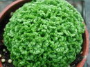 MEADOW SPIKE-MOSS